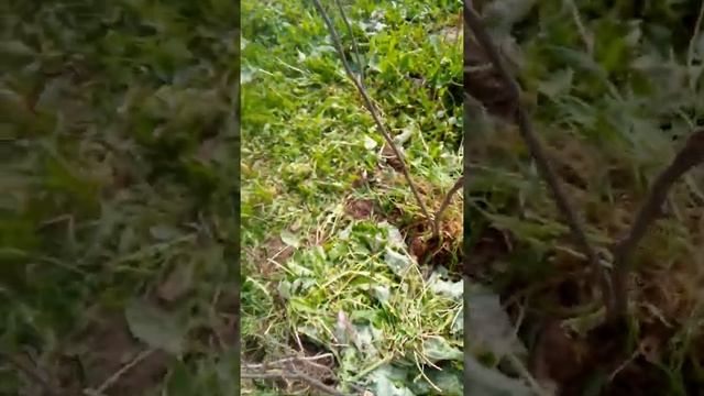 посадки малины 2021 кумберленд краса России желтый гигант смотреть онлайн