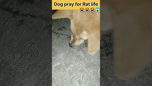 Dog praying for Rat life???#short #nature #dog  #rat ??