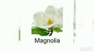 Beautiful Magnolia - Estée Lauder Fragrance notes