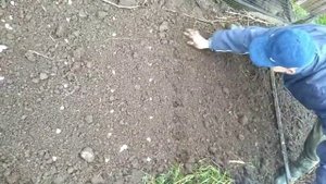 Как правильно посадить чеснок