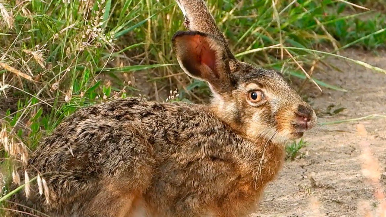 Зайчонка поразила неизвестная болезнь /Sick hare смотреть онлайн