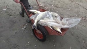 Рыбалка на Дону.Хутор "Пятиизбянский" Ловля судака!