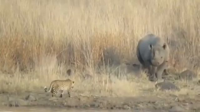 Africa Дикие животные из Африки!