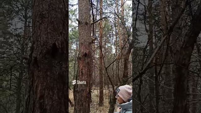 сосновый бор Кемерово ноябрь 2023 смотреть онлайн