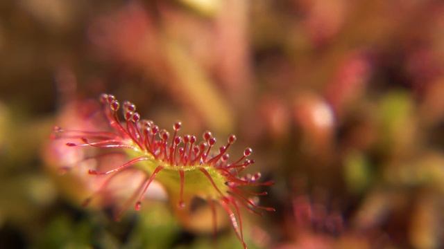 РОСЯНКА SUNDEW