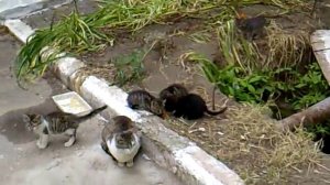 кормим бездомышей.mp4