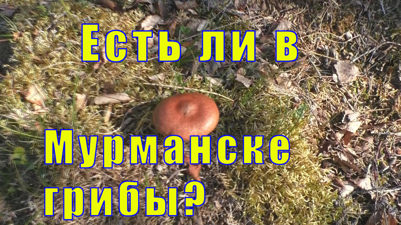 ЕСТЬ ЛИ В МУРМАНСКЕ ГРИБЫ? ПОЕХАЛИ ЗА ИВАН - ЧАЕМ /08 августа 2023