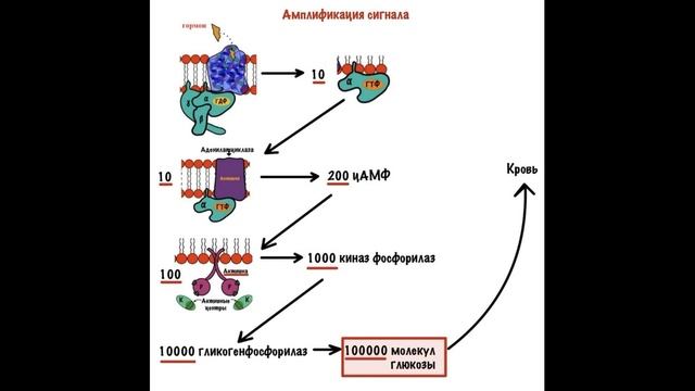 Механизм действия липофобных гормонов через цАМФ смотреть онлайн
