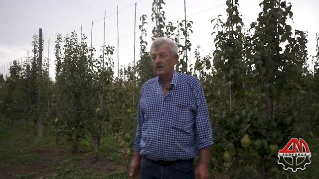 Груша - культура прибыльная. Сентябрь 2022г.