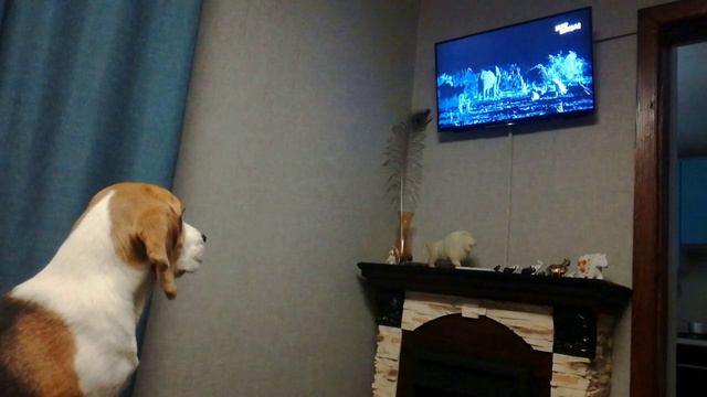 Наша собака смотрит ТВ