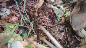 #дендробена для рыбалки после зимовки #Dendrobena