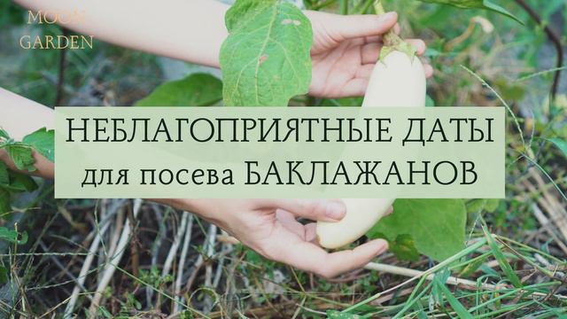БАКЛАЖАНЫ: Лунный Посевной Календарь на ФЕВРАЛЬ 2024! Когда сажать баклажаны (синенькие) на рассаду
