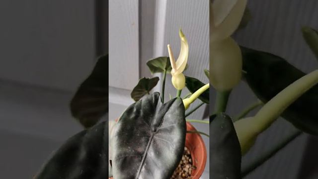 Blooming Alocasia Reversa #short