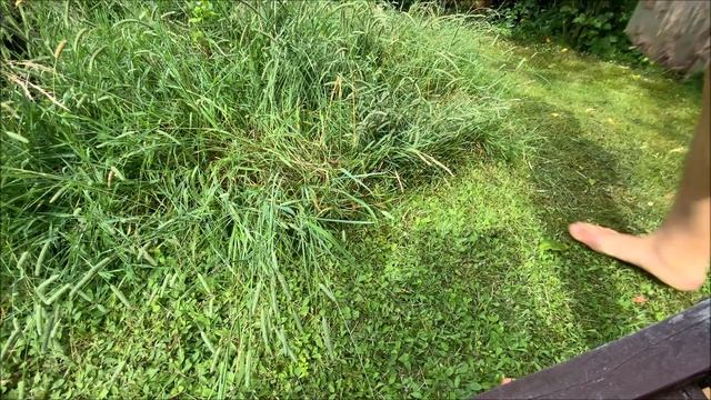 One Seed A Day OSAD 02.07.2021 Solanum tuberosum Potato Papa Kartoffel 土豆 смотреть онлайн