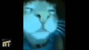 Кот круто флексит под эпичную музыку (тутуту тутутуту ту ту) | Пастбище тюленей продакшн