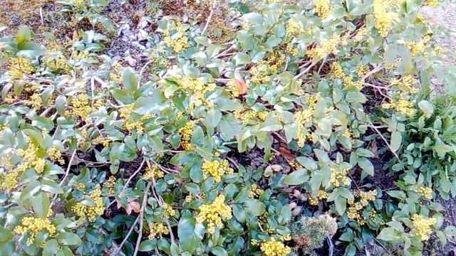 Бадан и магония падуболистная зацветают смотреть онлайн