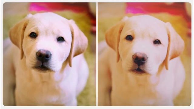 Щенки MICONTI F 2 месяца (belladogs.ru)