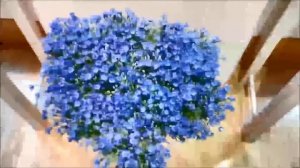 【GIỚI THIỆU】ALLIUM「BLUE PERFUME」