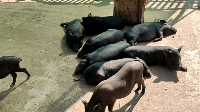 Маленькие Свинки, Хрюшки, Поросята.Поляна Сказок, парк Горького Мелитополь смотреть онлайн