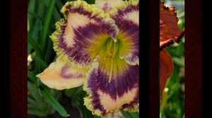 Очаровательные лилейники Светланы Пикаловой. Музыка Сергей Чекалин