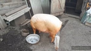 Поросёнок на прогулке