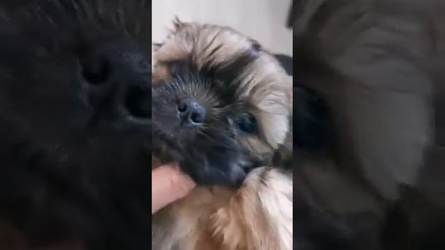 Щенок ши тцу девочка продается. Окрас соболиный с черной маской. смотреть онлайн