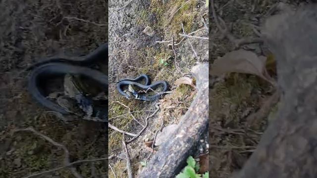 Естественный отбор. Красное. Осиповичский район. Беларусь смотреть онлайн