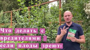 Что делать с вредителями если плоды уже зреют. Как бороться?