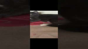 Мысли от кота о происходящем