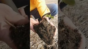 No-Till или вспашка? История о том, как теряется драгоценная влага.