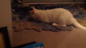 Турецкая Ангора играется,белая кошка