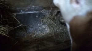 Бык оторвался