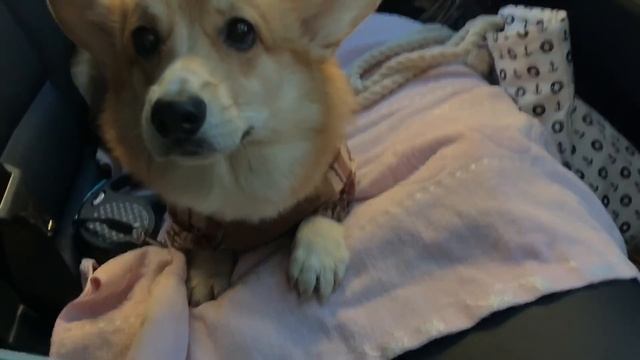 Большой мир маленького Корги смотреть онлайн