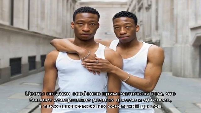 Как собрать семена петунии смотреть онлайн