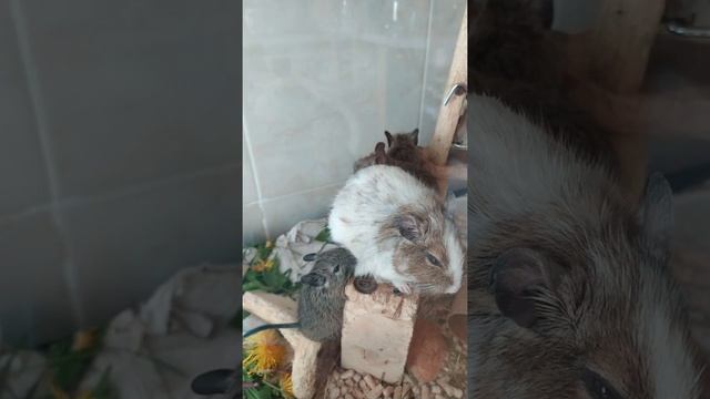 Дегу малыш ждёт маминого внимания #дегу #грызуны #белка смотреть онлайн