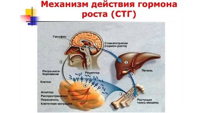 Авторская методика самоисцеления