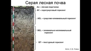 Серые лесные почвы