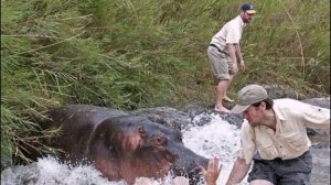 Нападение бегемота на группу туристов \ Нападения животных, нападение на человека