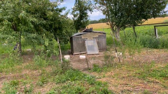 В нашей семье пополнение! Завели курей и гусей! смотреть онлайн