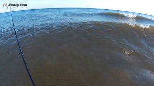 Ловля саргана на блесну / Балтийское море