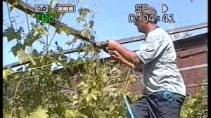 Подвязка побегов винограда к верхней проволоке шпалеры.