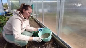 Перцы любят тесноту - схема посадки перца в теплицу.