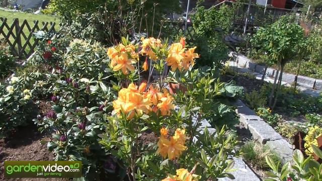 The Knap-Hill Hybrid Csardas смотреть онлайн