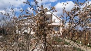 Калина боднантенская и морозник цветут