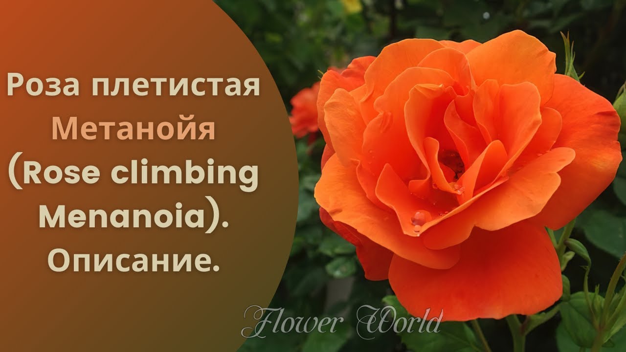 Роза плетистая Метанойя (Rose climbing Menanoia). Описание.