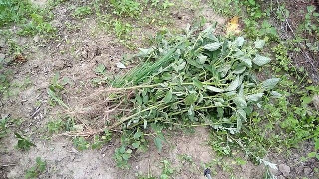 Большие объемы сорняков убираем без проблем