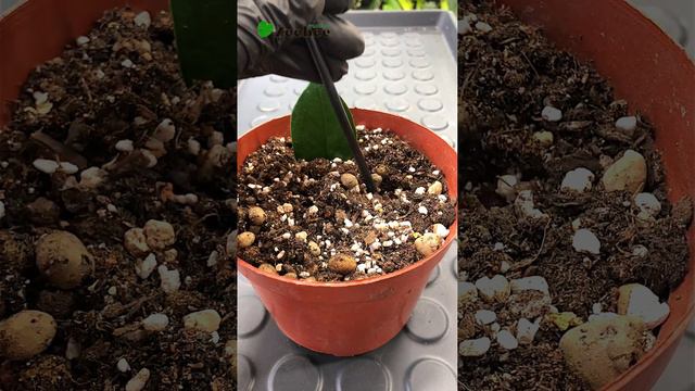 Размножение замиокулькаса листом смотреть онлайн