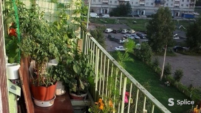 Граждане! Озеленяйте балконы! Сажайте цветы! смотреть онлайн