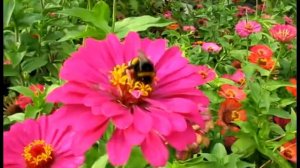 Николаевский зоопарк.avi