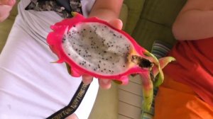 Таиланд на вкус. Драгонфрут. Питахайя. Питайя, Дрэгонфрут.